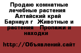 Продаю комнатные лечебные растения - Алтайский край, Барнаул г. Животные и растения » Пропажи и находки   